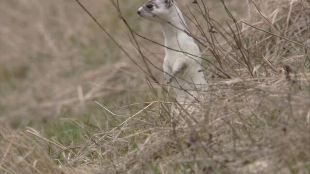 stoat on a meadow 
