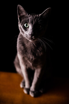Cute purebred cat standing on floor against black background