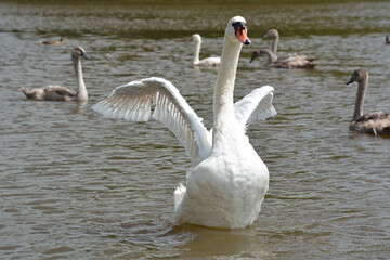 Schwan mit offenen Flügeln