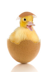 Easter baby duckling in egg