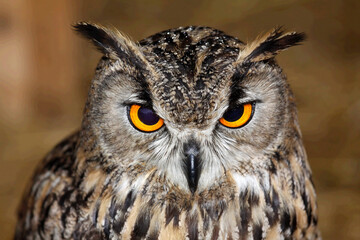 Closeup shot of an Eurasian owl eagle very