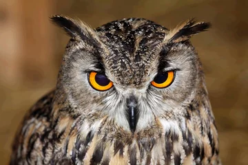 Schilderijen op glas Closeup shot of an Eurasian owl eagle very © Pixel1962/Wirestock Creators