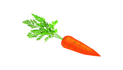 Carrot vector illustration with leaf. Carrot drawing, vegetable designer. vector carrot icon. vector illustration on white background