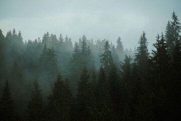 Dark forest with coniferous trees on a foggy misty gloomy day