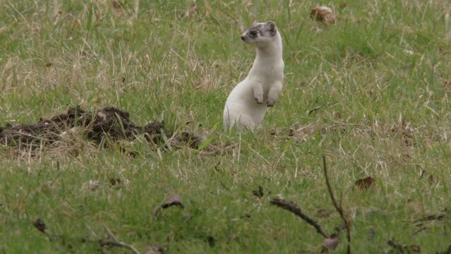 stoat on a meadow 