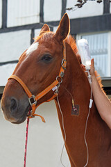 Vertical shot of a brown horse with cannula in vein taking infusion