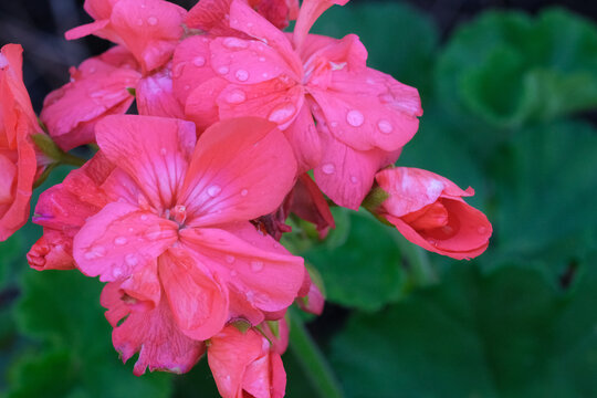 pink wet flower