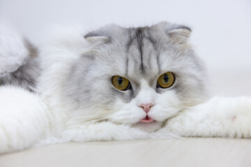 Portrait of Scottish Straight Long Hair Cat