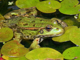 frog in the pond