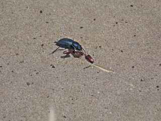 crab on the beach
