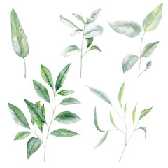Fototapeta na wymiar Watercolor set of green eucalyptus branches on a white background
