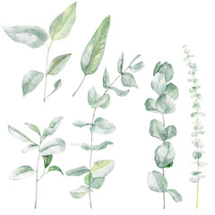 Watercolor set of green eucalyptus branches on a white background