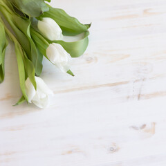 White tulips on a white wood table with copy space