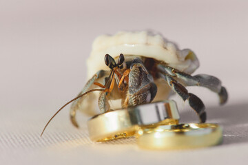 Closeup Picture of the Ghost Crab with Two Golden Wedding Rings on the White Sand of Maldivian Beach, Maldives