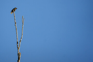 Bird starling sits on top of a birch branch on the clear blue sky background