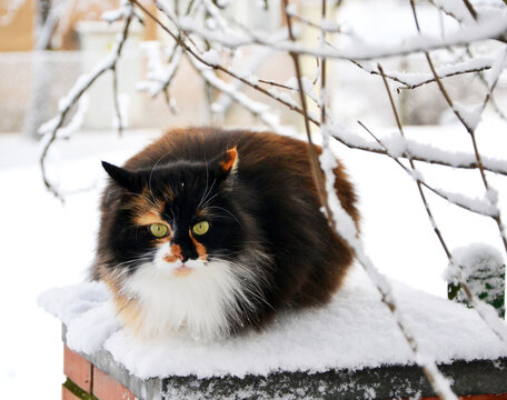 Portrait of a fluffy domestic Ragamuffin cat sitting on the snowy surface under the trees