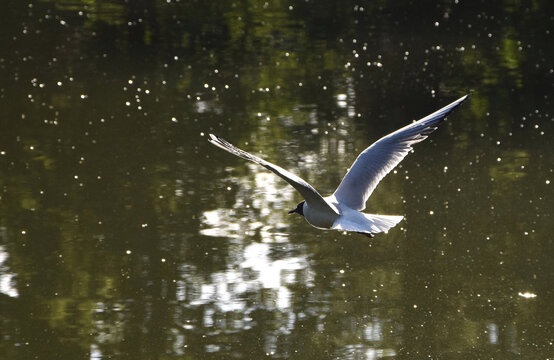 Little gull (Larus minutus) flying over the pond