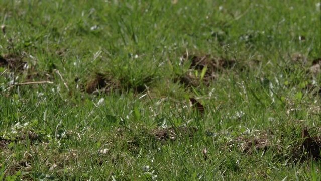 stoat on a meadow 