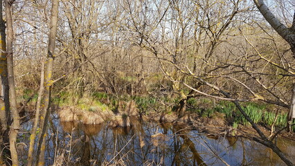 Printemps au Cougourlier (Gard)