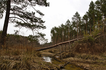 A forest stream with a fallen tree.