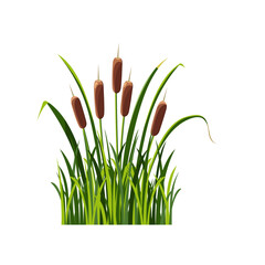 Swamp cattail in the grass, isolated on white. Illustration reed in cartoon style.