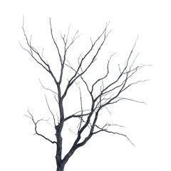 Dark silhouette of big tree on a white background