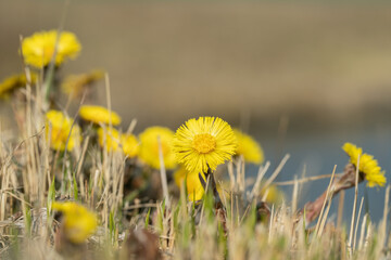 Yellow coltsfoot flowers (Tussilago farfara).