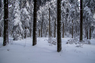 Winterlandschaft im Wald