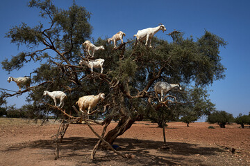 Beautiful View Goats The Tree