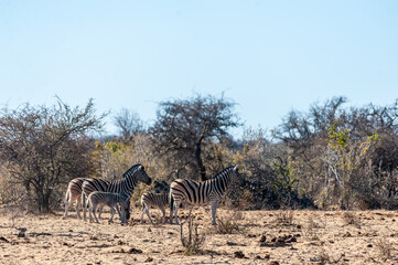 Fototapeta na wymiar A group of Burchell's Plains zebra -Equus quagga burchelli- walking on the plains of Etosha National Park, Namibia.