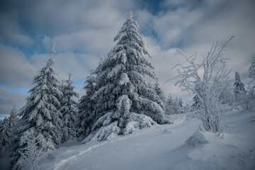 Fototapeta premium Baum im Winter