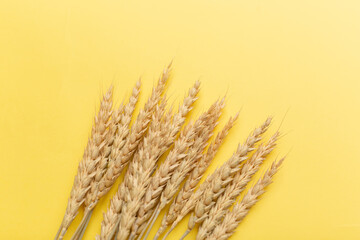 Ears of wheat isolated on yellow background. Top view