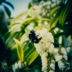 Solitary Bumblebee