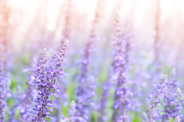 Obraz premium Blooming Blue Salvia Flowers with Natural Springtime Meadow Background