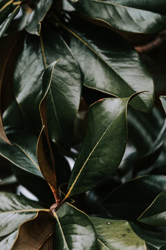 Closeup Shot Of A Dark Green Tree Leaves In Cold Tones