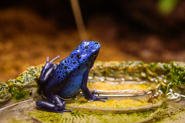 Blue poison dart frog in Genoa Aquariums, Italy
