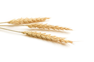 Ripe ears of wheat isolated on a white background. Top view, flat lay
