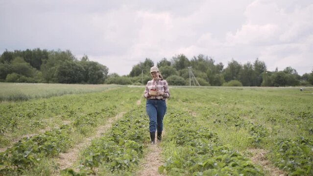 Happy plus size woman in plaid shirt, cap cheerfully walks through strawberry field with baske in hands. Girl lifts up ripe berry and smiles. Farmer is pleased with harvest of fruits, jumping merrily.