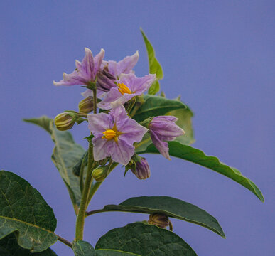 Flor violeta con estambres amarillos en forma de pentagono