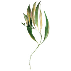 Watercolor illustration with a green twig on a white background