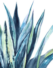 Watercolor illustration with blue agave on a white background