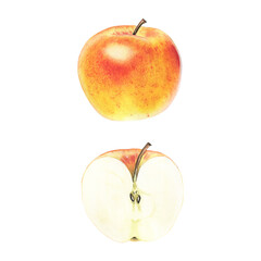 Watercolor apples on a white background - botanical realistic illustration