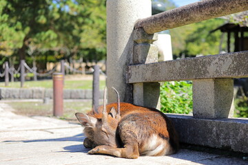 昼寝している若いオス鹿