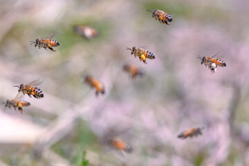 Formation flight of honey bee