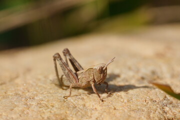 macro de bébé grillon
