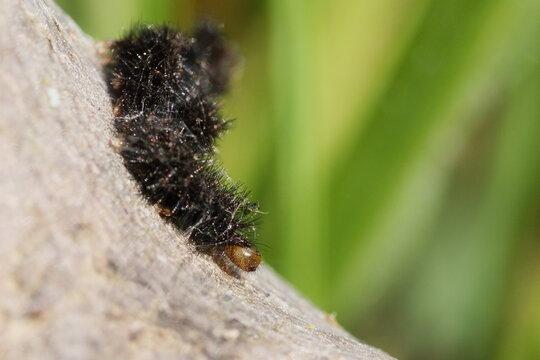 chenille