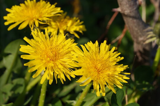 fleurs de pissenlit