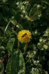 Vertical, top view of a honeybee on a yellow, common dandelion