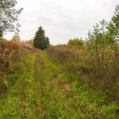 overgrown forest road