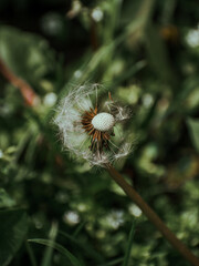 Vertical shot of a white, fluffy common dandelion with a blurred background